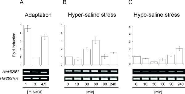 The MAP kinase HwHog1 from the halophilic black yeast Hortaea werneckii: coping with stresses in solar salterns.