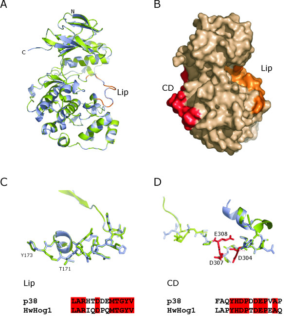 The MAP kinase HwHog1 from the halophilic black yeast Hortaea werneckii: coping with stresses in solar salterns.