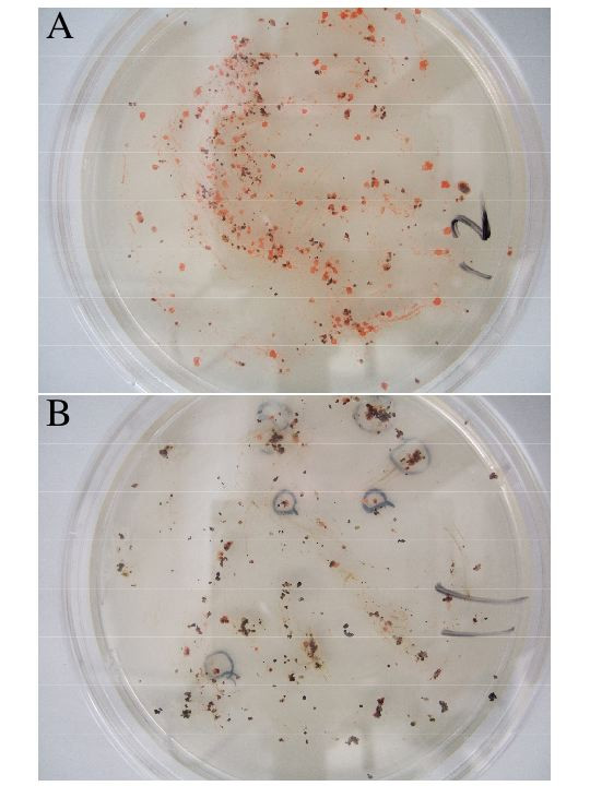 A traditional Japanese-style salt field is a niche for haloarchaeal strains that can survive in 0.5% salt solution.