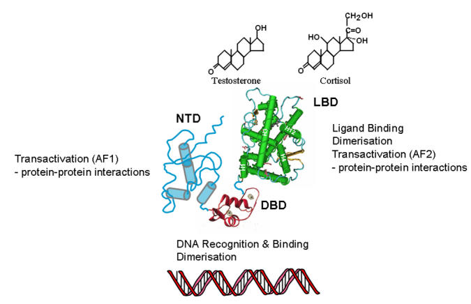 Natural disordered sequences in the amino terminal domain of nuclear receptors: lessons from the androgen and glucocorticoid receptors.