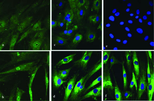 The effect of oxandrolone treatment on human osteoblastic cells.