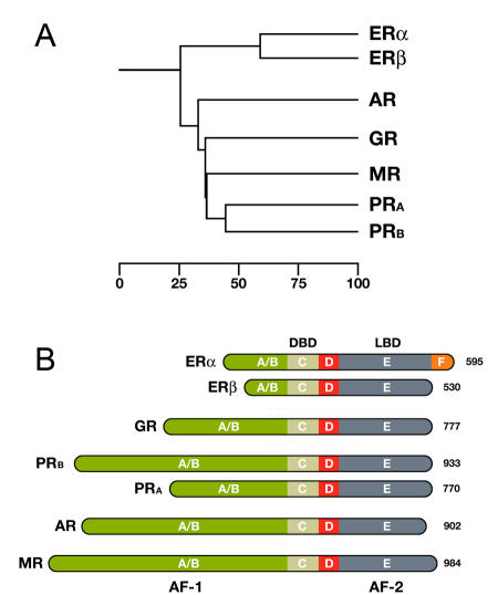 Visualizing the action of steroid hormone receptors in living cells.