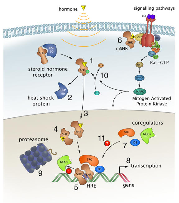 Visualizing the action of steroid hormone receptors in living cells.