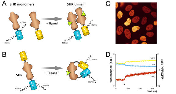 Visualizing the action of steroid hormone receptors in living cells.