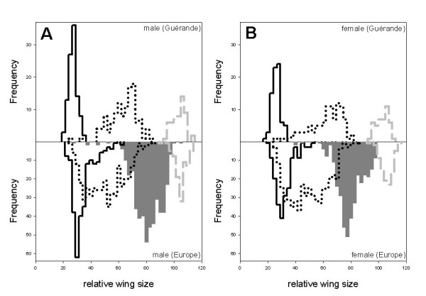 Inter- and intraspecific genetic and morphological variation in a sibling pair of carabid species.