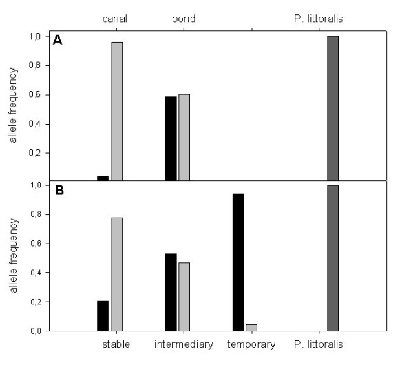 Inter- and intraspecific genetic and morphological variation in a sibling pair of carabid species.