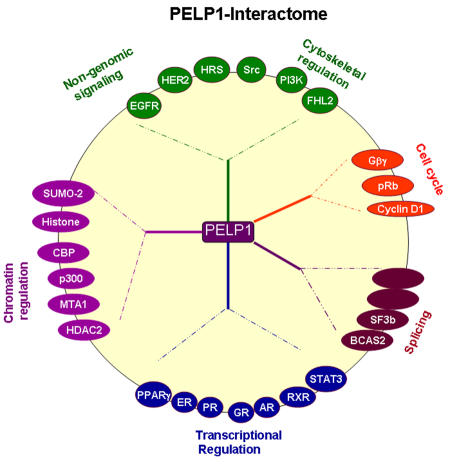 Functional and biological properties of the nuclear receptor coregulator PELP1/MNAR.