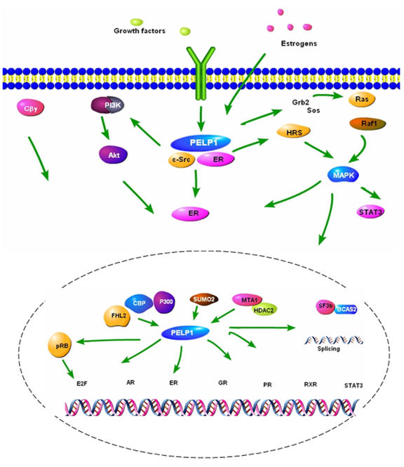 Functional and biological properties of the nuclear receptor coregulator PELP1/MNAR.