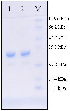 Age-related waning of in vitro Interferon-gamma levels against r32kDaBCG in BCG vaccinated children.