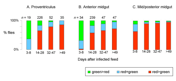 Dynamics of infection and competition between two strains of Trypanosoma brucei brucei in the tsetse fly observed using fluorescent markers.