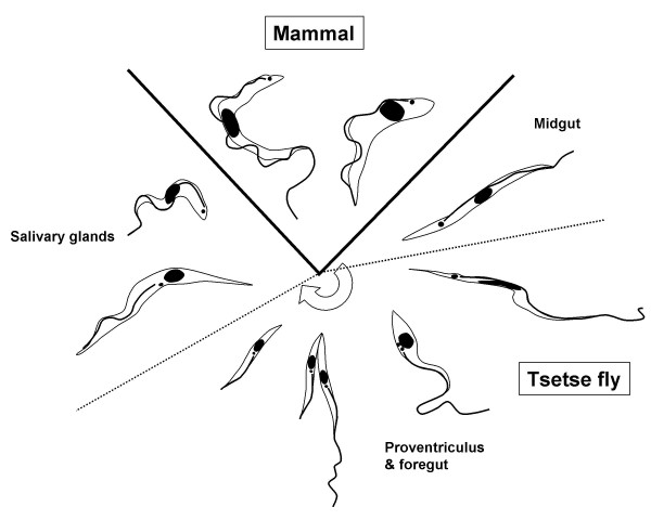 Dynamics of infection and competition between two strains of Trypanosoma brucei brucei in the tsetse fly observed using fluorescent markers.