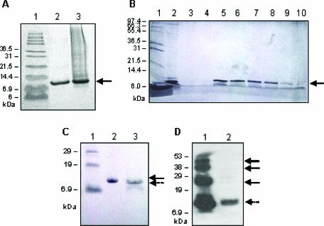 Protective effects of recombinant kunitz-domain 1 of human tissue factor pathway inhibitor-2 against 2-chloroethyl ethyl sulfide toxicity in vitro.