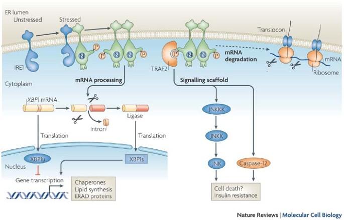 Signal integration in the endoplasmic reticulum unfolded protein response