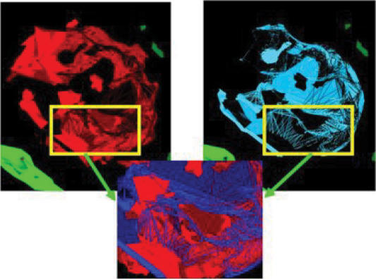 Nuclear localization of HBD-1 in human keratinocytes.