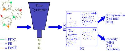 Evaluation of steroid hormone receptor protein expression in intact cells using flow cytometry.