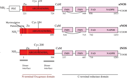 Cobalamin in inflammation III - glutathionylcobalamin and methylcobalamin/adenosylcobalamin coenzymes: the sword in the stone? How cobalamin may directly regulate the nitric oxide synthases.