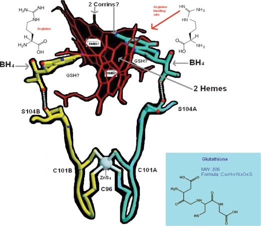 Cobalamin in inflammation III - glutathionylcobalamin and methylcobalamin/adenosylcobalamin coenzymes: the sword in the stone? How cobalamin may directly regulate the nitric oxide synthases.