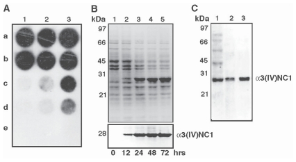 Molecular Cloning and Functional Characterization of Mouse α3(IV)NC1.