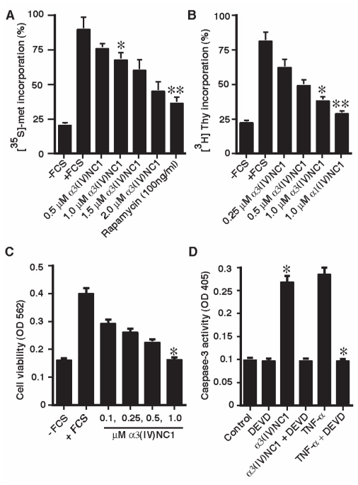 Molecular Cloning and Functional Characterization of Mouse α3(IV)NC1.