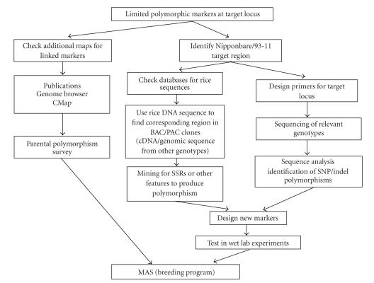 Rice molecular breeding laboratories in the genomics era: Current status and future considerations.