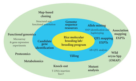 Rice molecular breeding laboratories in the genomics era: Current status and future considerations.