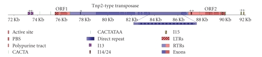 Coe1 in Beta vulgaris L. Has a Tnp2-Domain DNA Transposase Gene within Putative LTRs and Other Retroelement-Like Features.