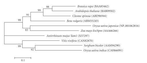 Coe1 in Beta vulgaris L. Has a Tnp2-Domain DNA Transposase Gene within Putative LTRs and Other Retroelement-Like Features.