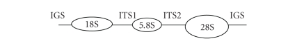 PPNEMA: A resource of plant-parasitic nematodes multialigned ribosomal cistrons.