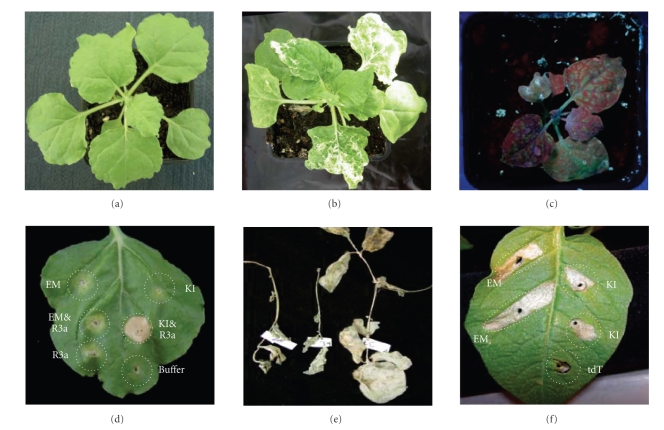 Genomic resources and tools for gene function analysis in potato.