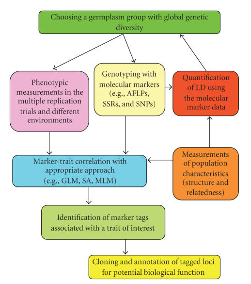 Application of association mapping to understanding the genetic diversity of plant germplasm resources.