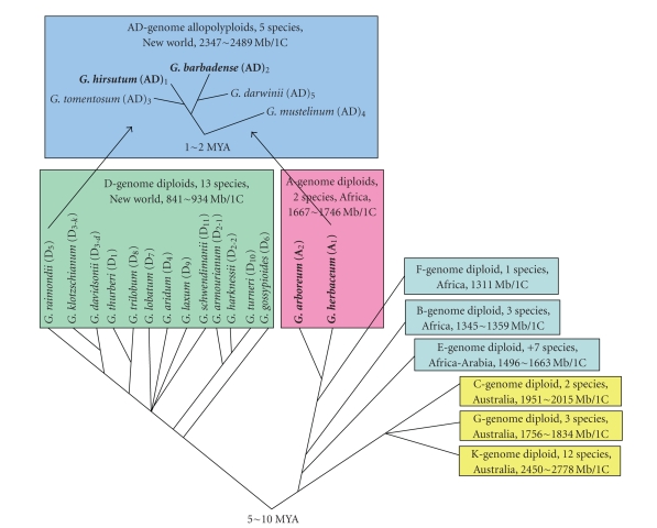 Recent advances in cotton genomics.