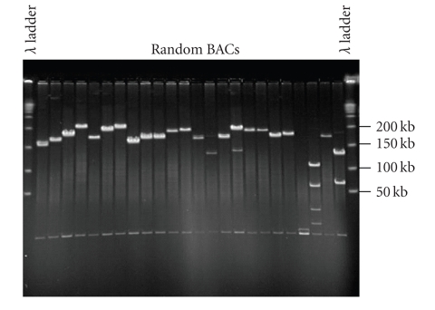 Recent advances in cotton genomics.