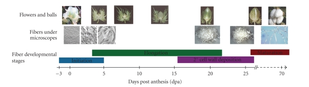 Recent advances in cotton genomics.