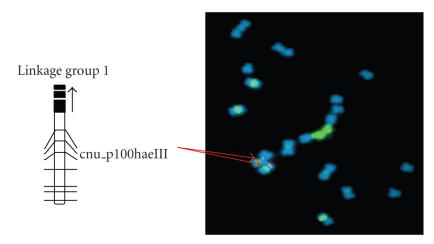 Progress in understanding and sequencing the genome of Brassica rapa.