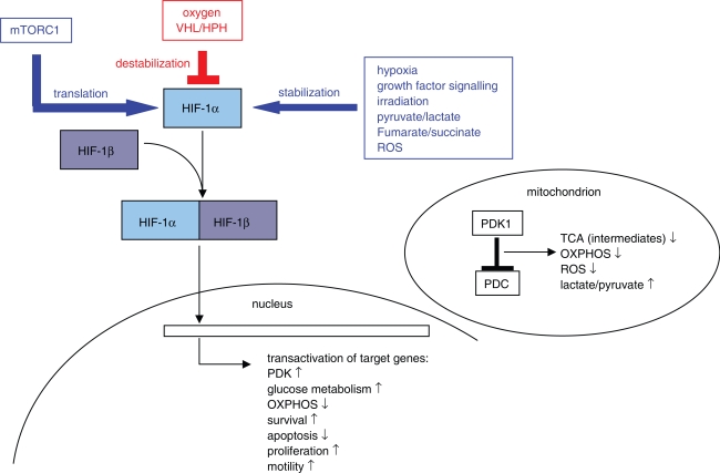 The role of glucose metabolism and glucose-associated signalling in cancer.