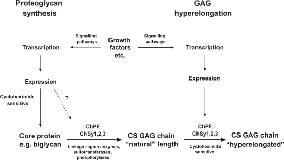 Biosynthesis of natural and hyperelongated chondroitin sulfate glycosaminoglycans: new insights into an elusive process.