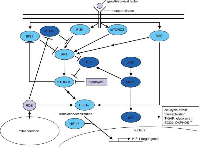 The role of glucose metabolism and glucose-associated signalling in cancer.