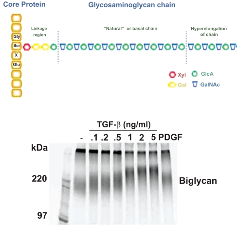 Biosynthesis of natural and hyperelongated chondroitin sulfate glycosaminoglycans: new insights into an elusive process.