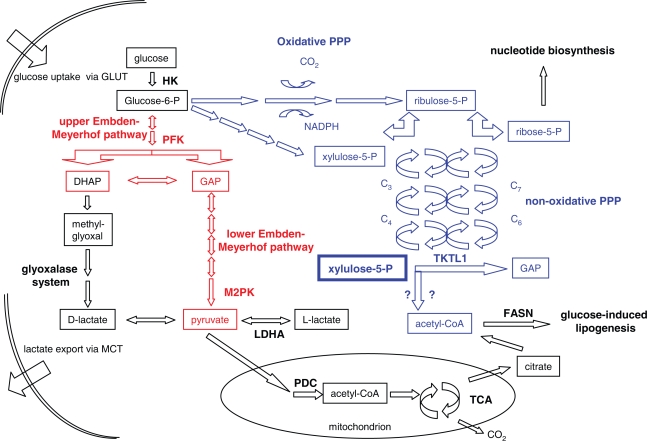 The role of glucose metabolism and glucose-associated signalling in cancer.