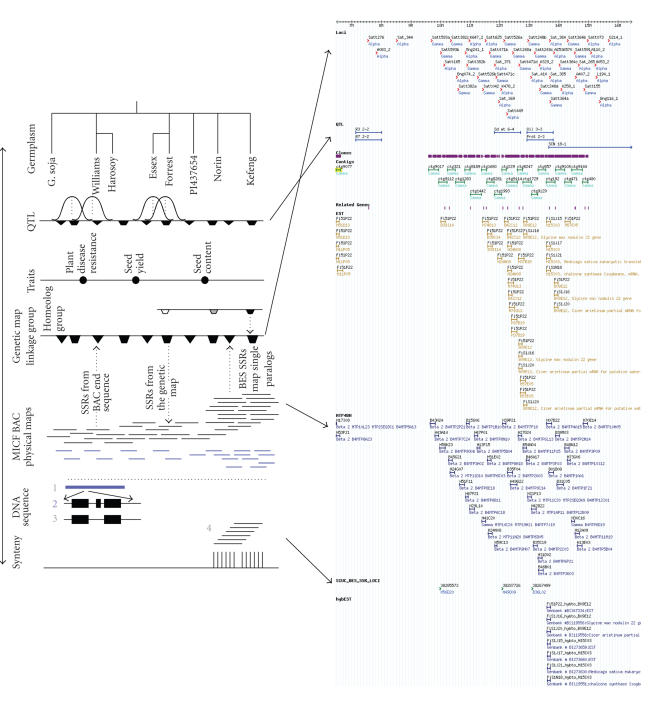 Soybean genomics: Developments through the use of cultivar "Forrest".