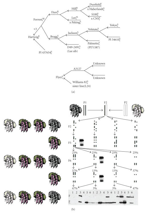 Soybean genomics: Developments through the use of cultivar "Forrest".