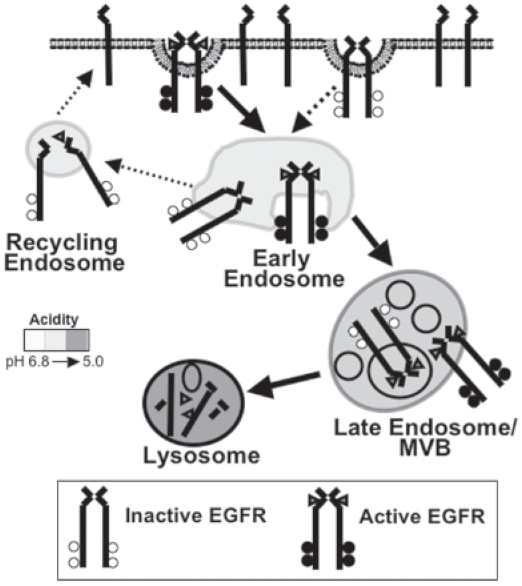 Molecular Mechanisms that Regulate Epidermal Growth Factor Receptor Inactivation.