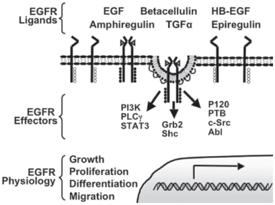 Molecular Mechanisms that Regulate Epidermal Growth Factor Receptor Inactivation.