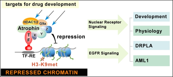 Atrophin proteins: an overview of a new class of nuclear receptor corepressors.