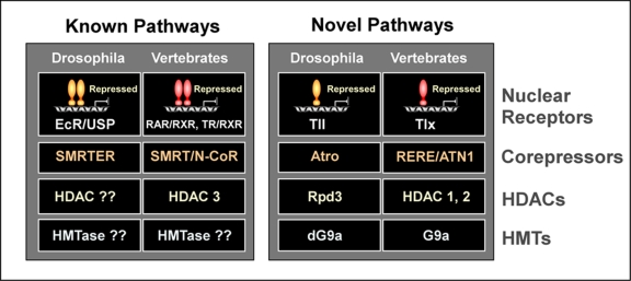 Atrophin proteins: an overview of a new class of nuclear receptor corepressors.