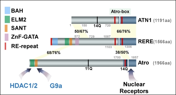 Atrophin proteins: an overview of a new class of nuclear receptor corepressors.