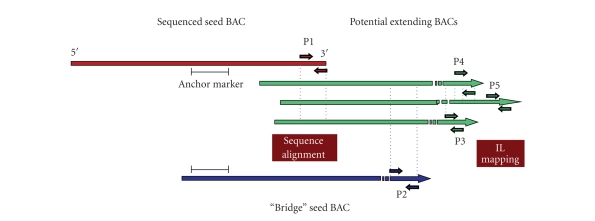 Structural and functional genomics of tomato.