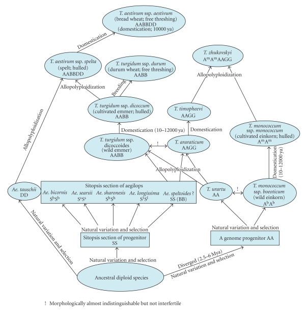 Wheat genomics: present status and future prospects.