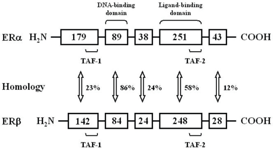 Tumorigenic effects of tamoxifen on the female genital tract.