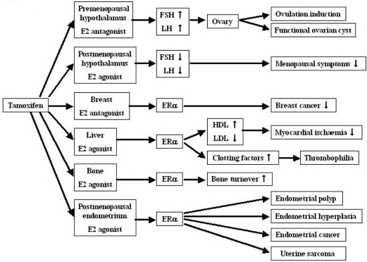 Tumorigenic effects of tamoxifen on the female genital tract.